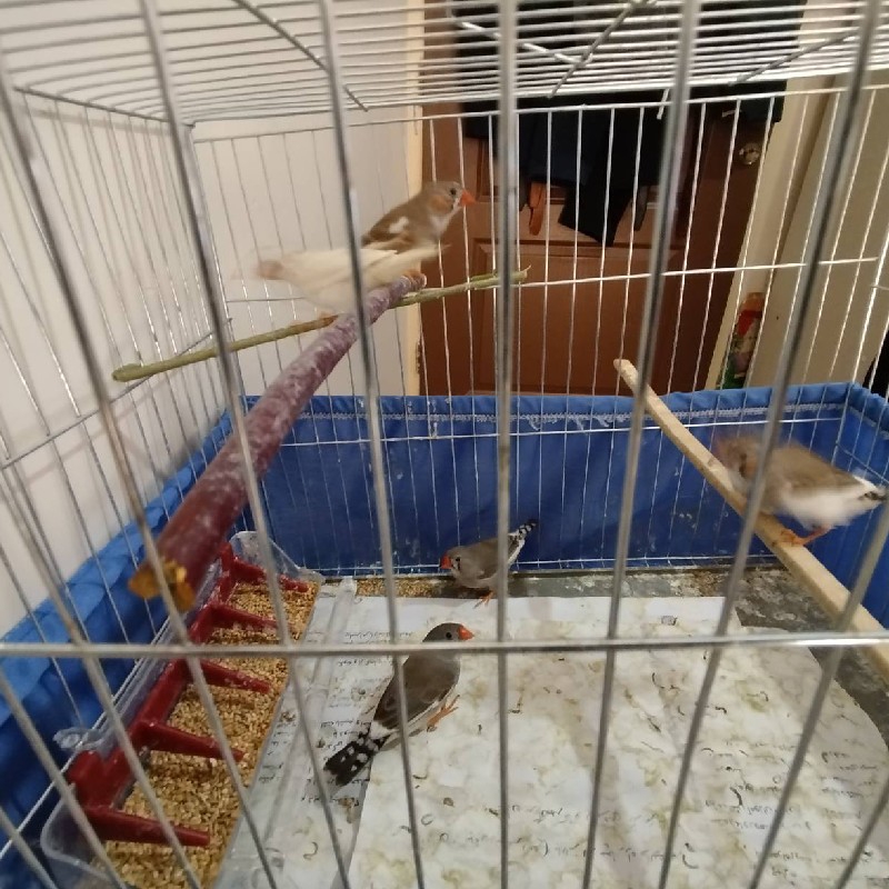 پرنده فنچ