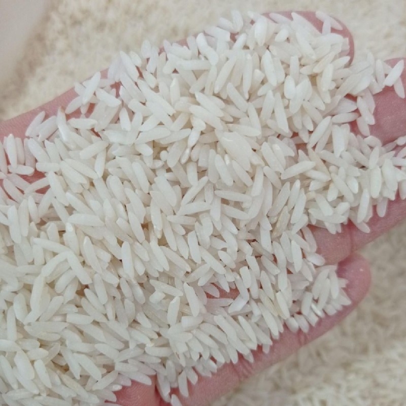 برنج هاشمی محصول تالش