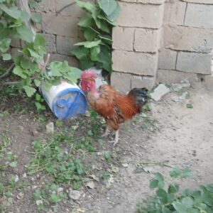 خروس لاری قرمز