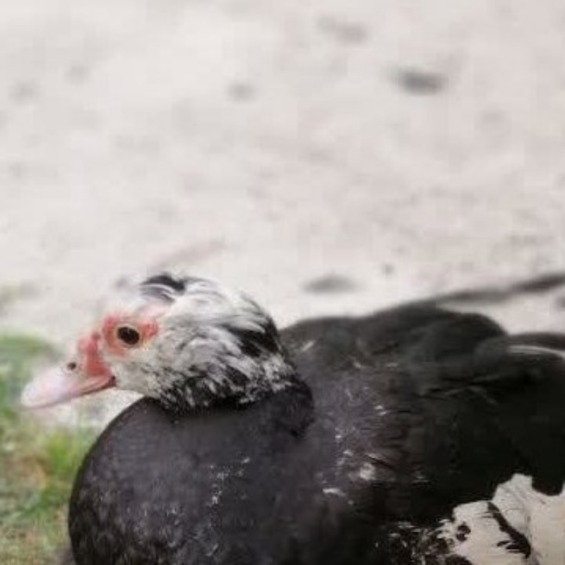 اردک ماده روسی