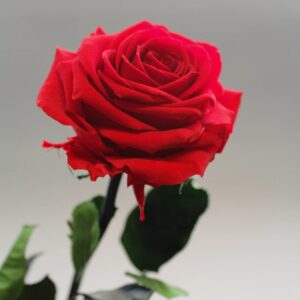 معرف ملا تضمینی