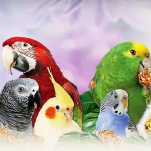 سرپرستی هر نوع پرنده شما