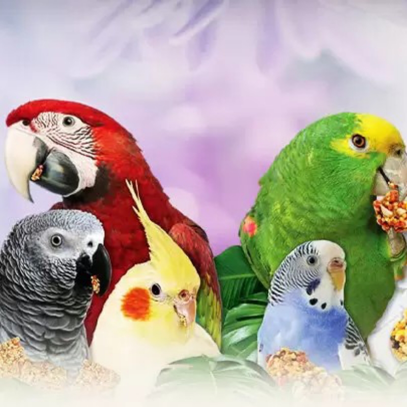 سرپرستی هر نوع پرنده شما