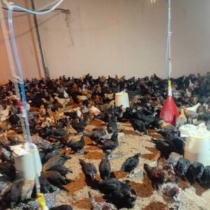 جوجه خروس ومرغ محلی
