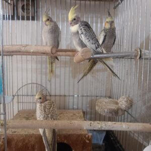 جوجه عروس هلندی