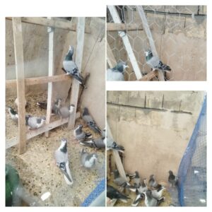 مرغ وخروس زینتی