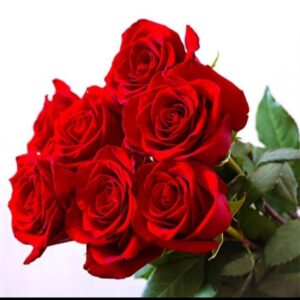 استخاره