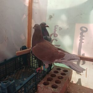 کبوتر
